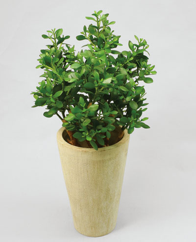 06-065 Crassula 65cm